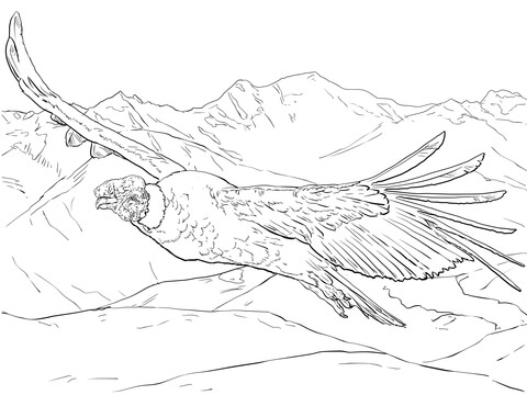 Flying Andean Condor Coloring Page